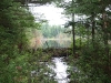 New beaver dam at flooded beaver meadow